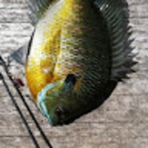 Meet your Posher, Ellie